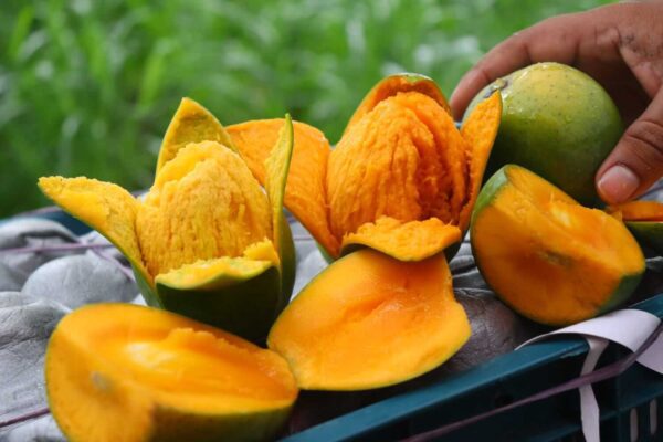 gopal vog mango